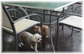 Dog Care Services -Dog Minding Brisbane